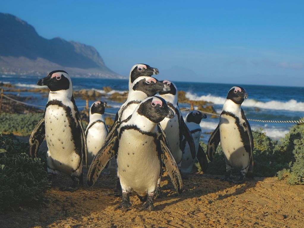 Boulders Beach Zuid Afrika groepsrondreis 2